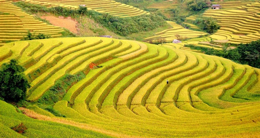 Mu Cang Chai